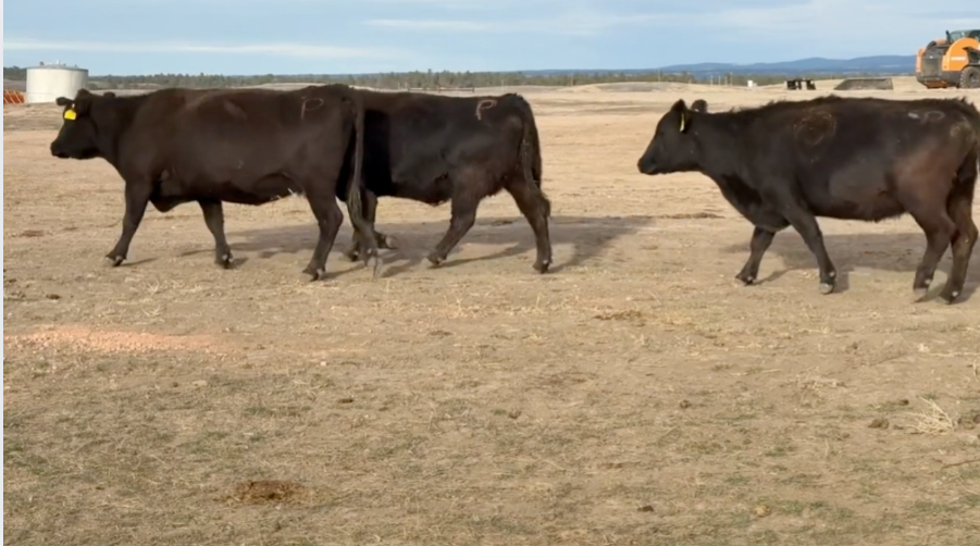 If you’re after a group of cows that plain know how to work, these ladies fit the bill.-BC1202E5